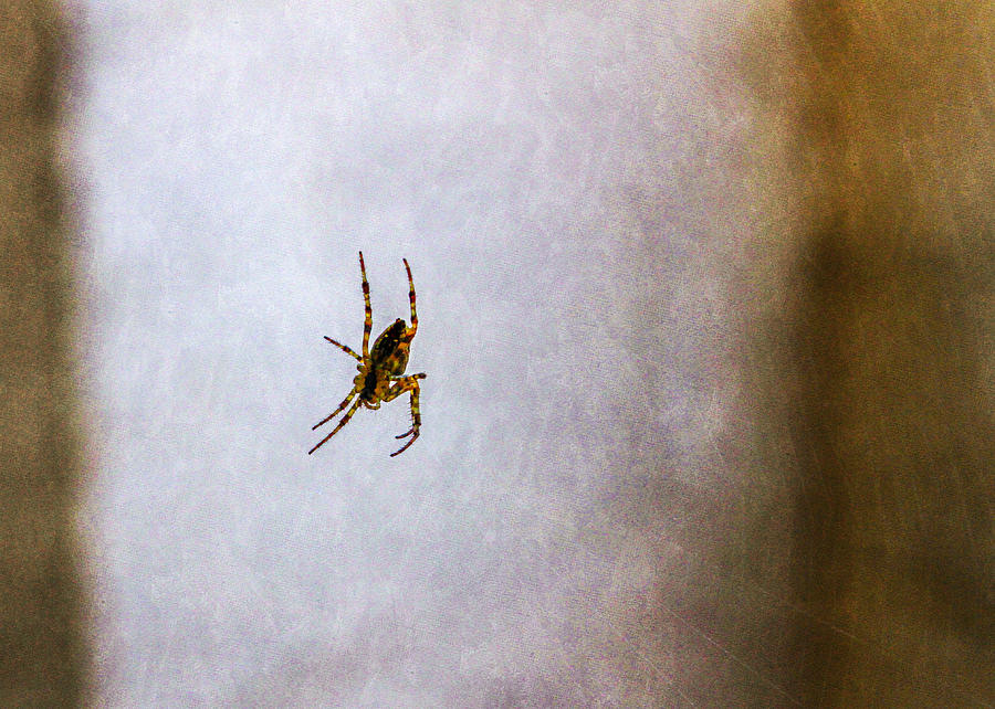 Belly of the spider Photograph by Bonnie Follett