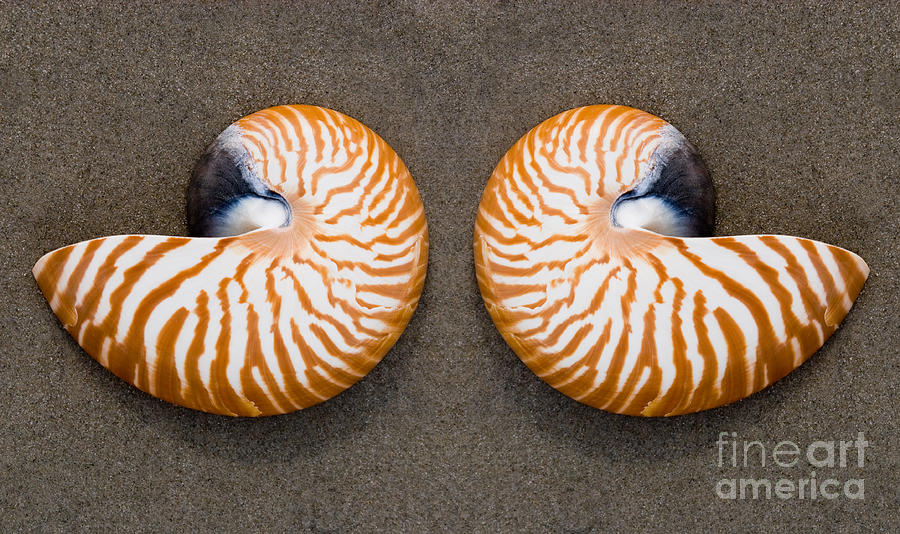 Bellybutton Nautilus - Nautilus macromphalus Photograph by Anthony Totah