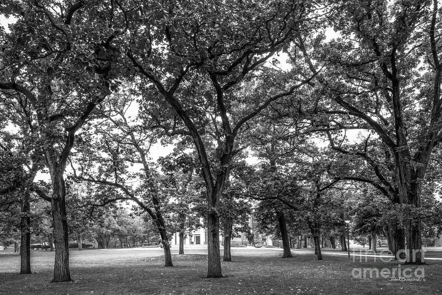 Beloit College Oak Grove Photograph by University Icons