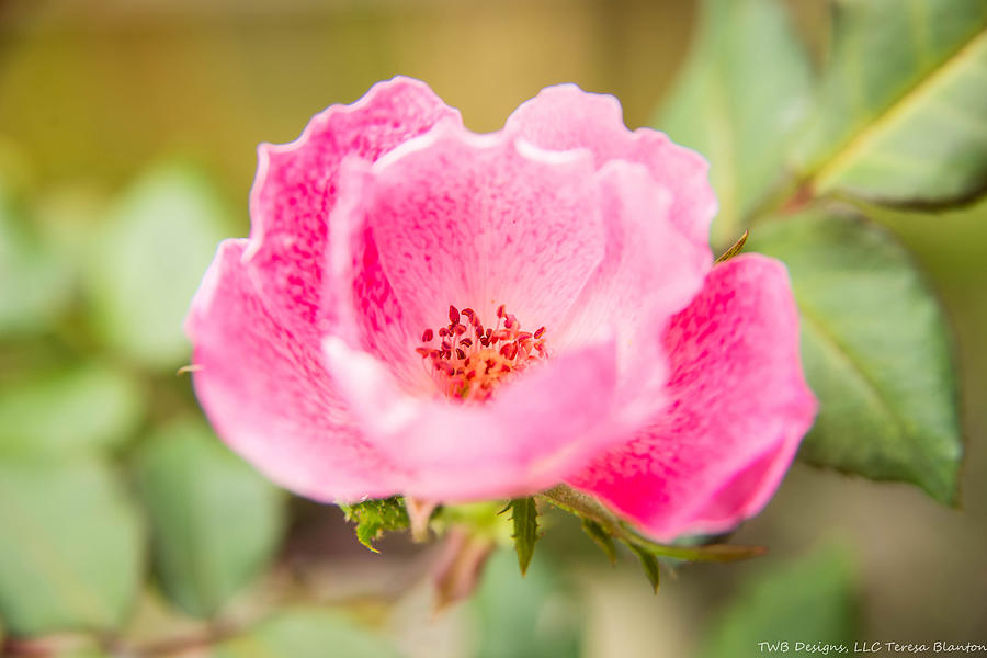 Spring Photograph - Beloved Rose by Teresa Blanton