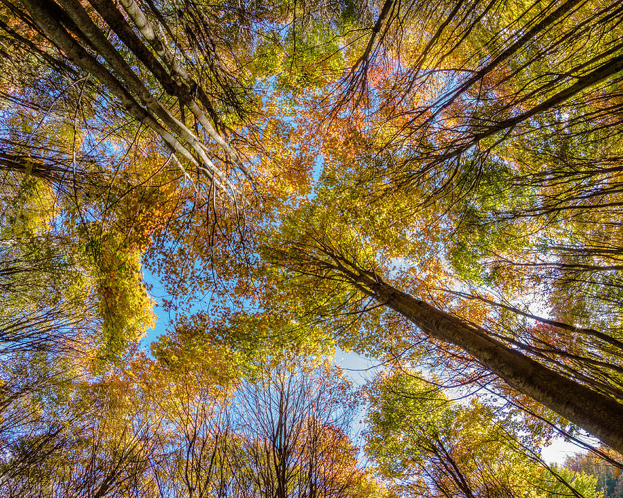 Below Autumn Maples Photograph by Chris Bordeleau