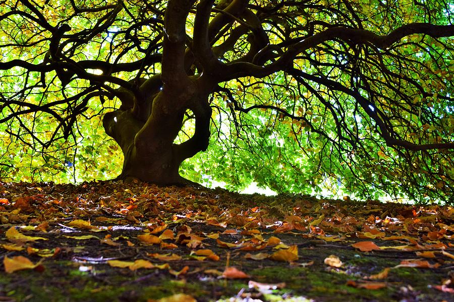 Below the Autumn Canopy Photograph by Lkb Art And Photography
