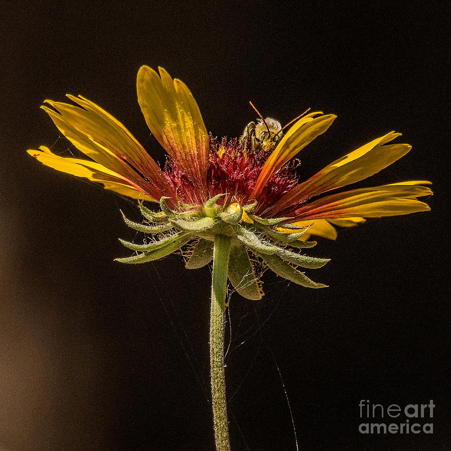 Nature Photograph - Below the Bees Knees by Janis Knight