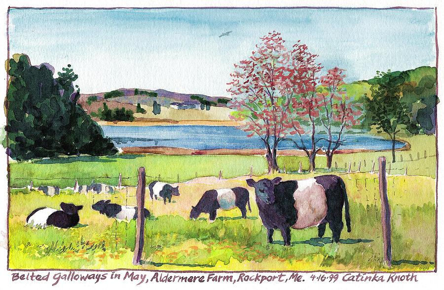 Belted Galloway Art  Maine Cows in May Painting by Catinka Knoth