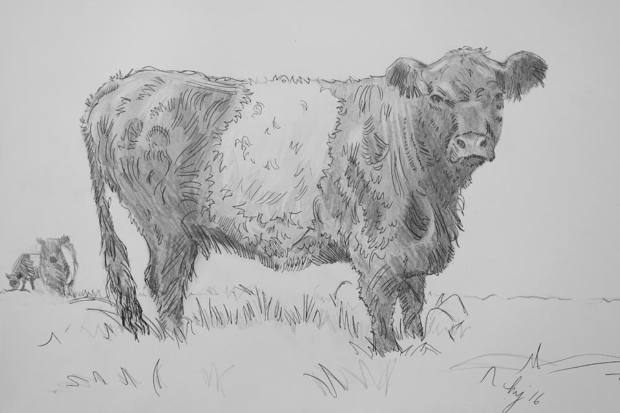 Download Belted Galloway Cow Pencil Drawing Drawing by Mike Jory