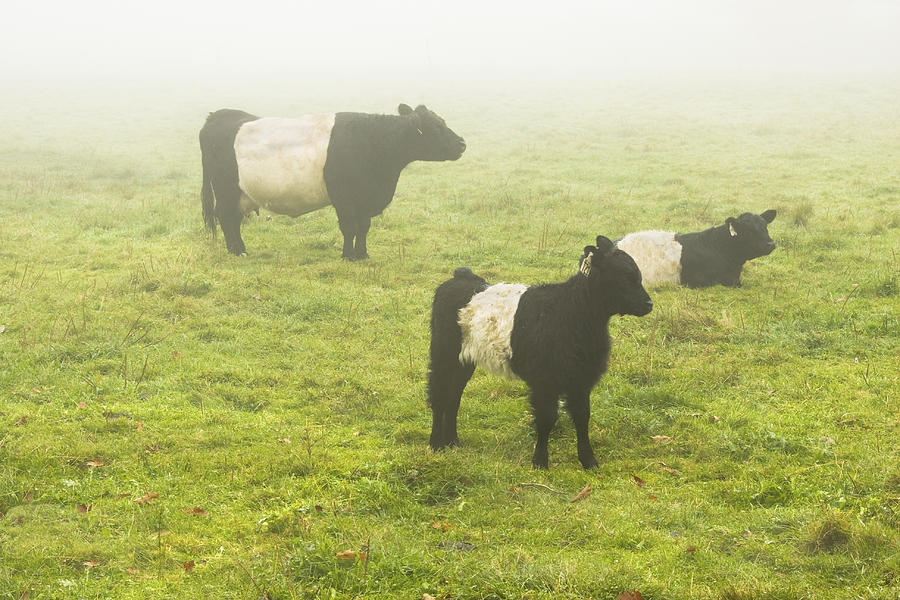 Belted Galloway Cows Grazing  In foggy Farm Field Maine Photograph by Keith Webber Jr