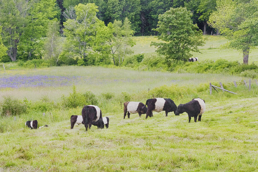 Belted Galloway Cows Rockport Maine Poster Prints Photograph by Keith Webber Jr