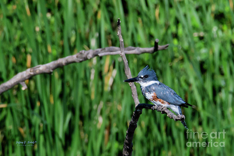 Belted Kingfisher - 1 Photograph by Jeffrey Schulz