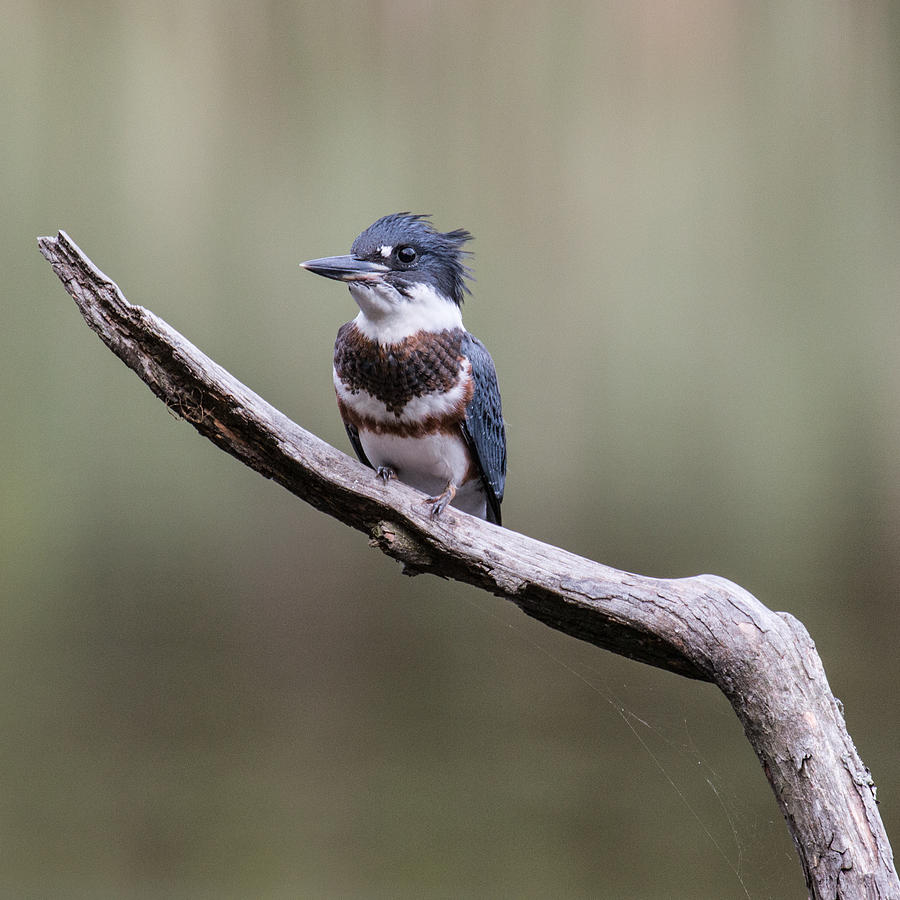 Belted Kingfisher Photograph By Allison Coffin - Pixels