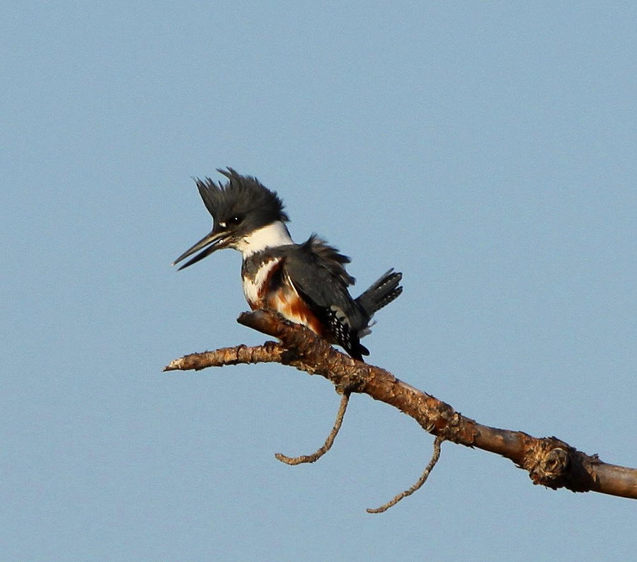 Belted Kingfisher  Photograph by Barbara Bowen