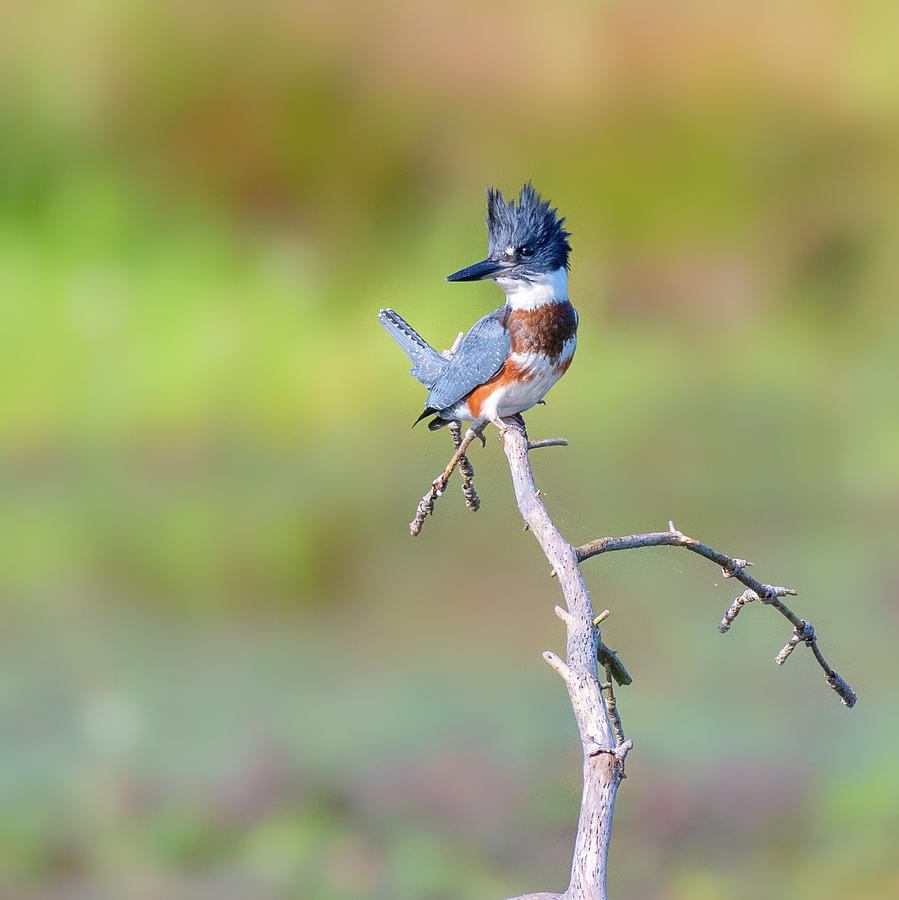 Belted Kingfisher Photograph by Bill Wakeley