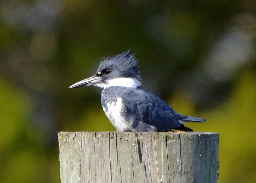 Belted Kingfisher Photograph by Carla Parris