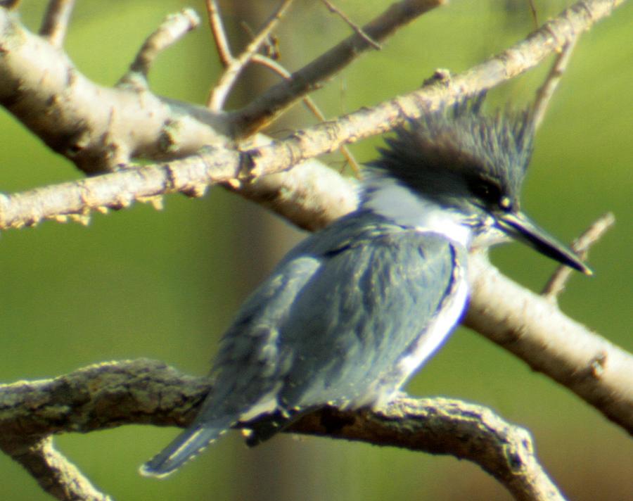 Belted Kingfisher Photograph by Christopher J Kirby