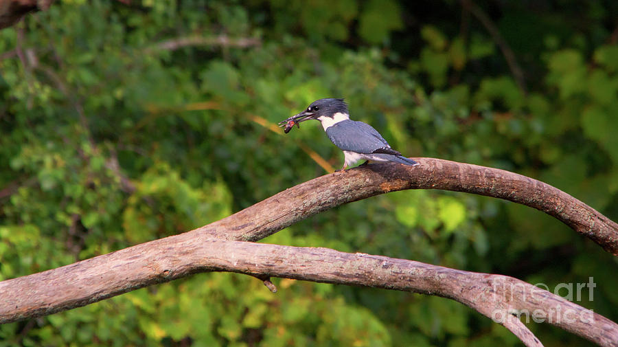 Belted Kingfisher Photograph by CJ Park