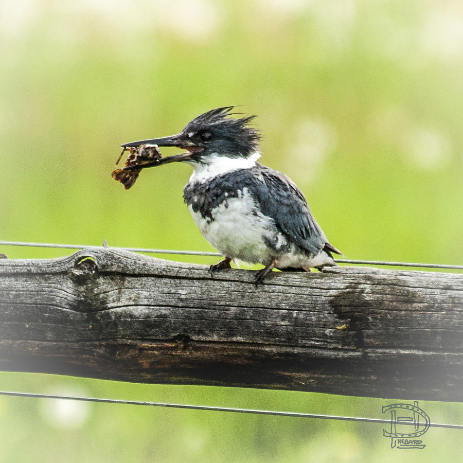 Belted Kingfisher. Photograph by Daniel Hebard