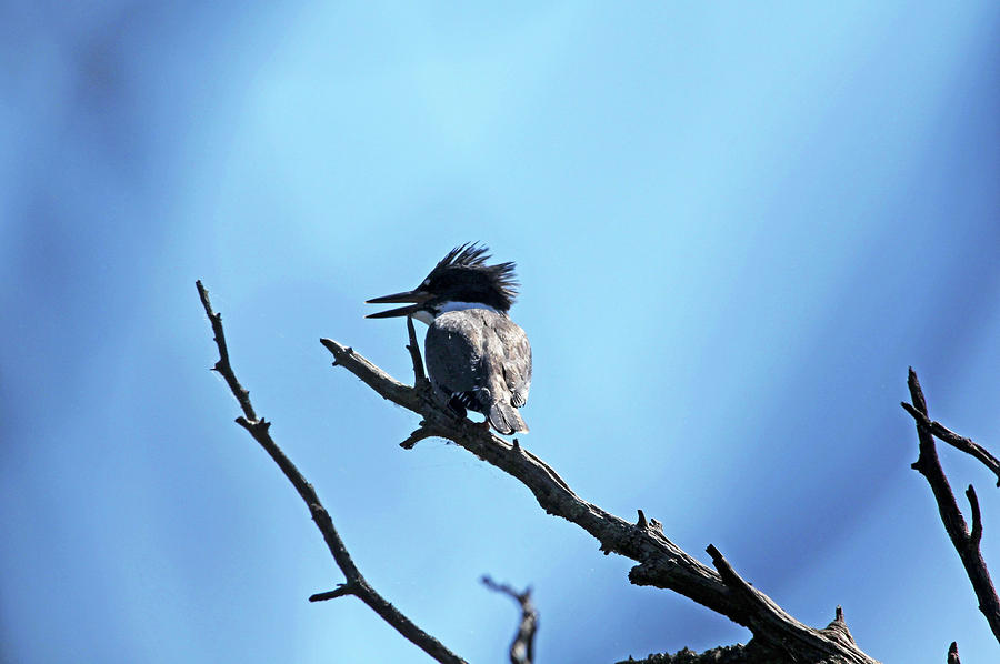 Belted Kingfisher Photograph by Debbie Oppermann