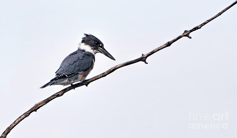 Belted Kingfisher Photograph by Elizabeth Winter