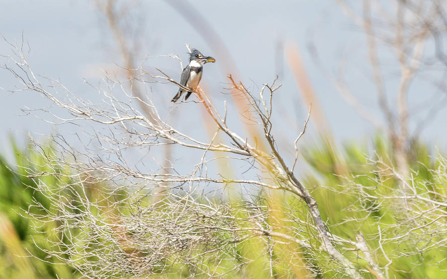 Belted Kingfisher Photograph by Framing Places