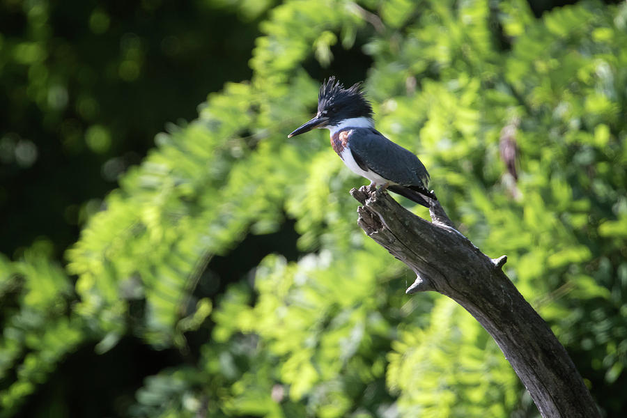 Belted Kingfisher Photograph by Gary Hall