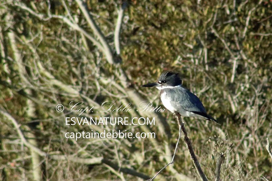 Belted Kingfisher Photograph - Belted Kingfisher in Bayberry 3 by Captain Debbie Ritter