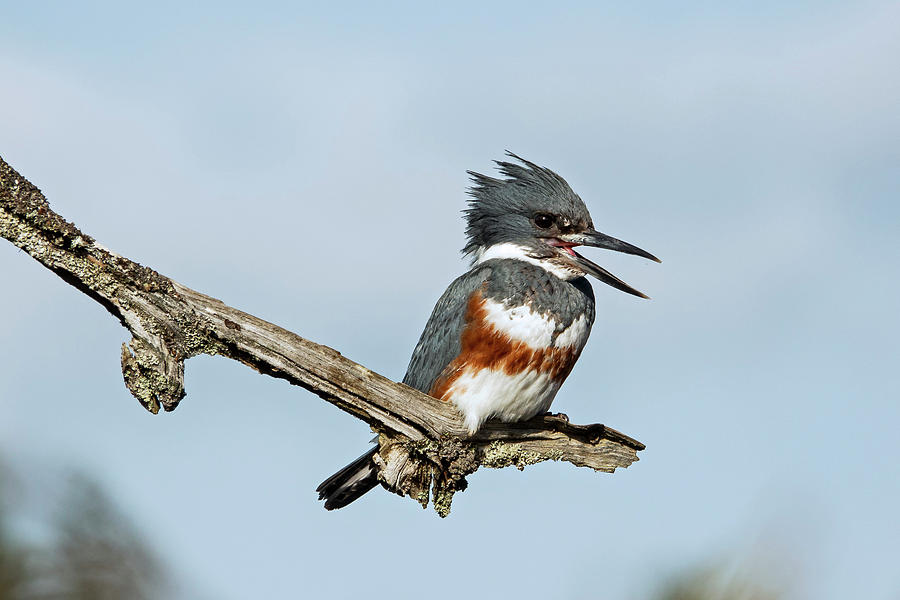 Belted Kingfisher Photograph by Inge Riis McDonald