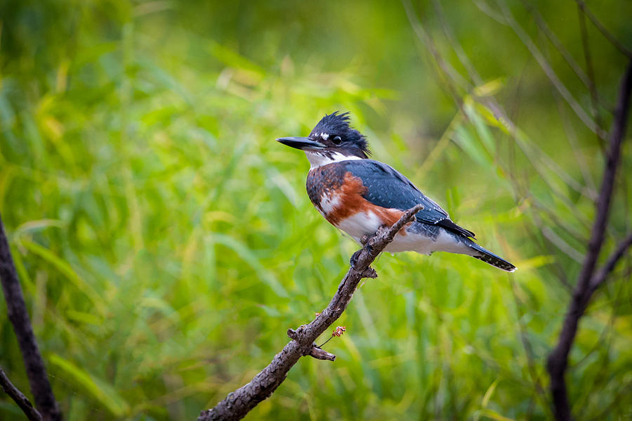 Belted Kingfisher Photograph by Jeff Phillippi