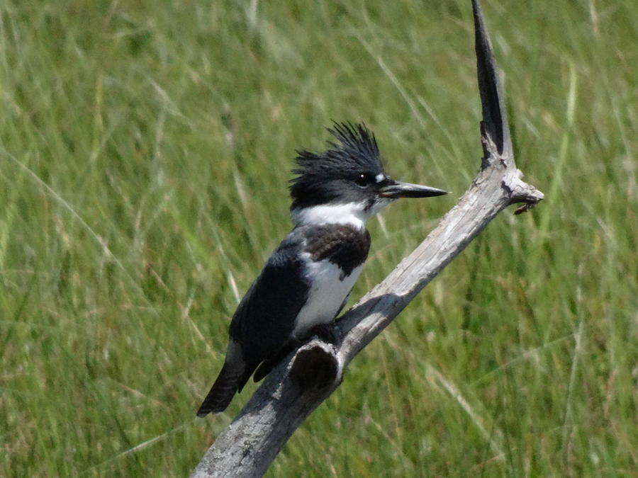 Belted Kingfisher Photograph