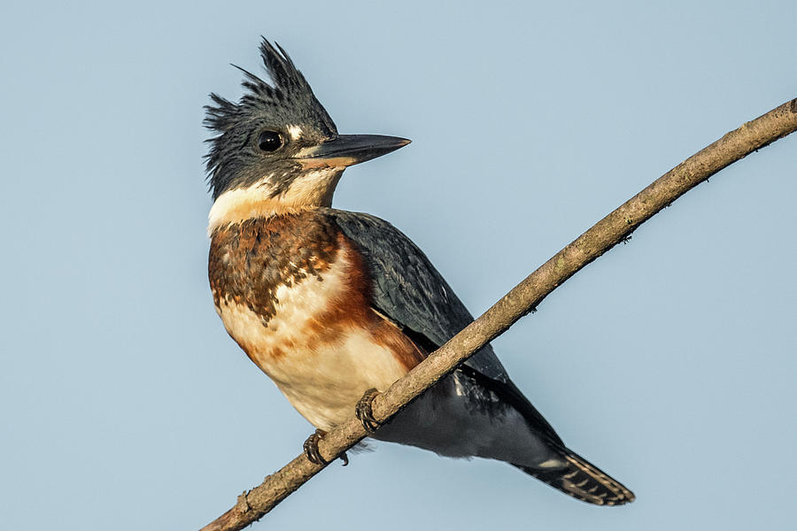 Belted KingFisher Photograph by Paul Freidlund