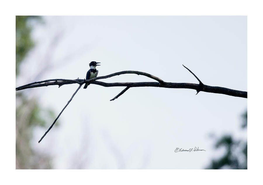 Belted Kingfisher Perched 2 Photograph by Ed Peterson