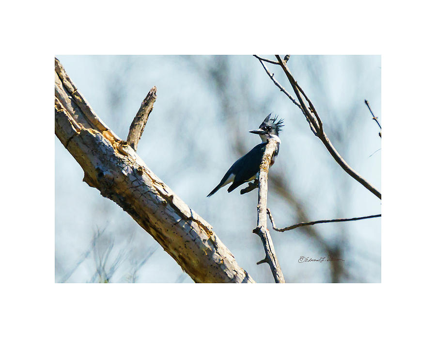 Belted Kingfisher Perched Photograph by Ed Peterson