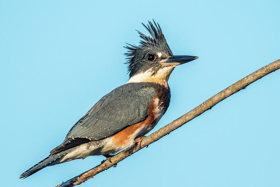 Kingfisher Photograph - Belted Kingfisher portrait by Paul Freidlund