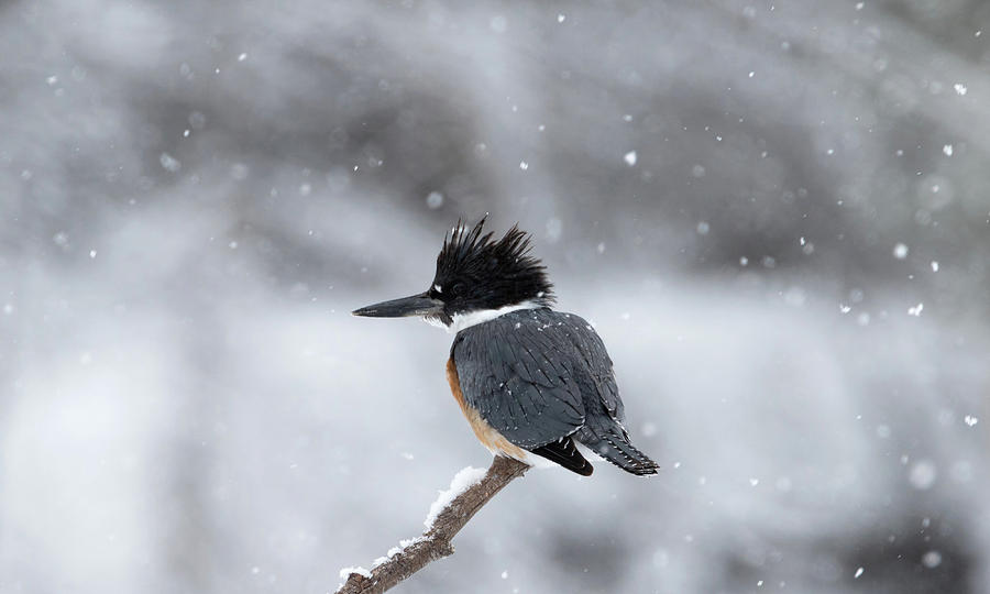 Belted Kingfisher Photograph by Ronnie And Frances Howard