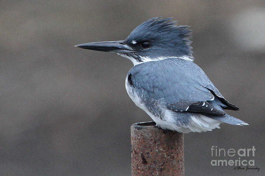 Belted Kingfisher Photograph by Steve Javorsky