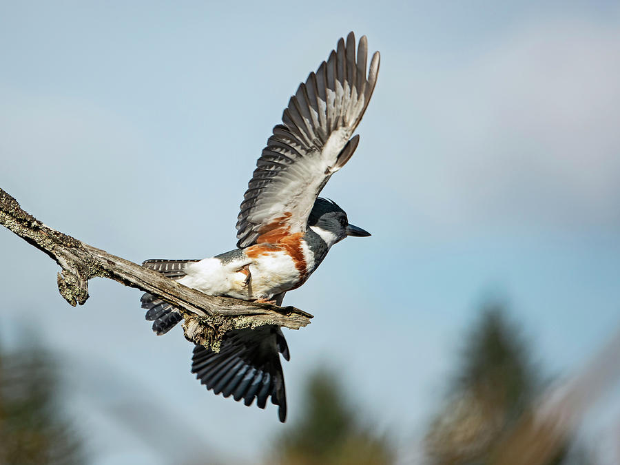 Belted Kingfisher taking flight Photograph by Inge Riis McDonald