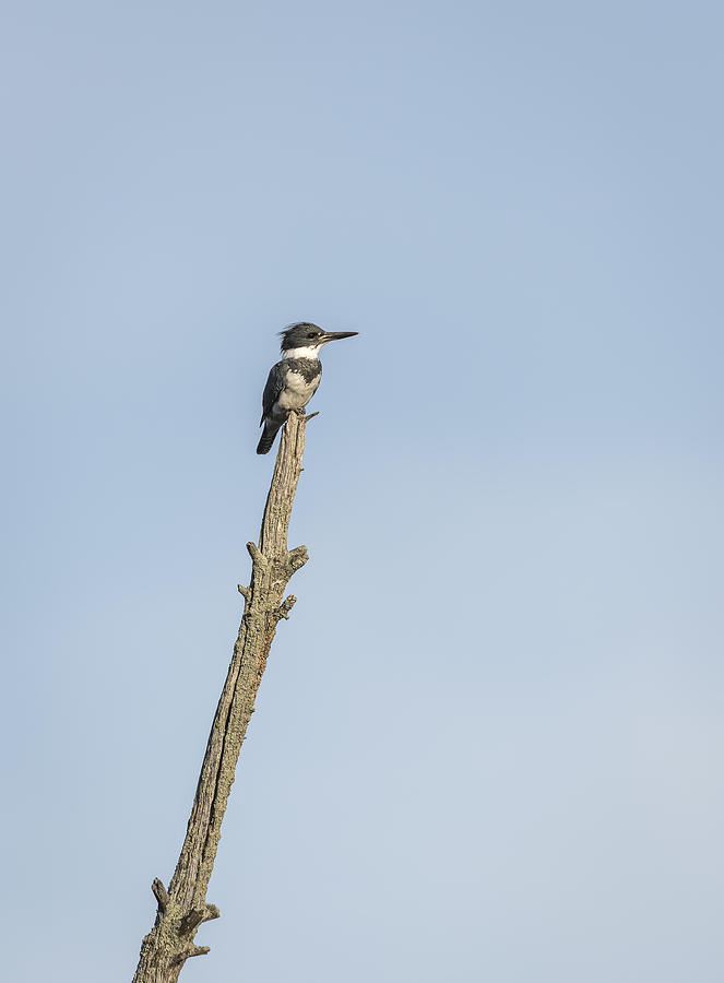Belted Kingfisher Photograph by Thomas Young