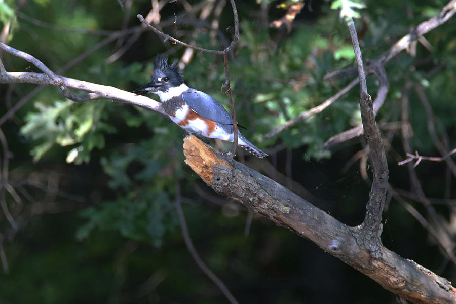 Belted Kingfisher With Fish Photograph by Brook Burling