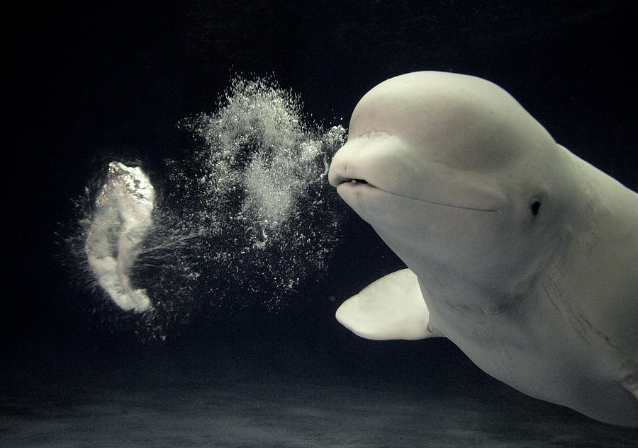 Mammal Photograph - Beluga Delphinapterus Leucas Whale by Hiroya Minakuchi