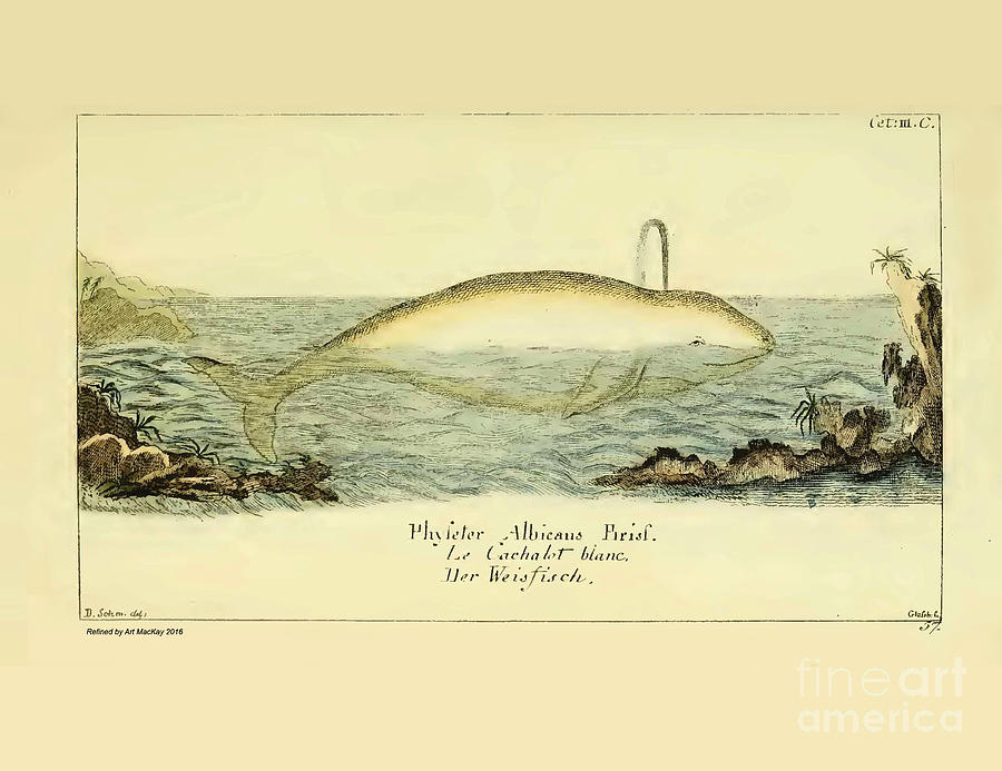 Beluga Whale by G.A. Lange 1780 Drawing by Art MacKay
