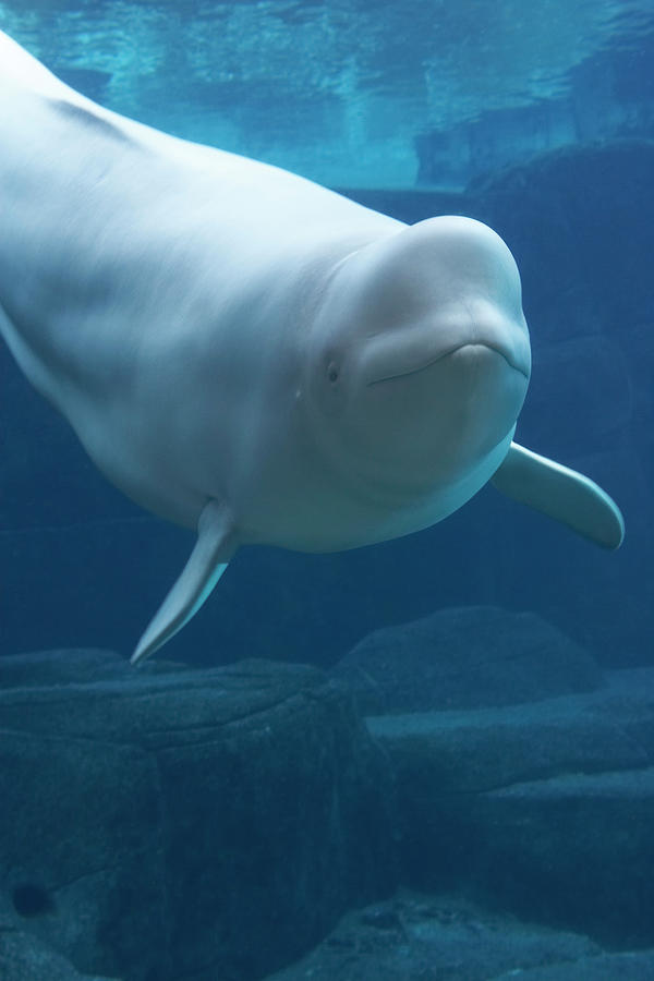 Beluga Whale (delphinapterus Leucas) In Aquarium, Captive Photograph by ...