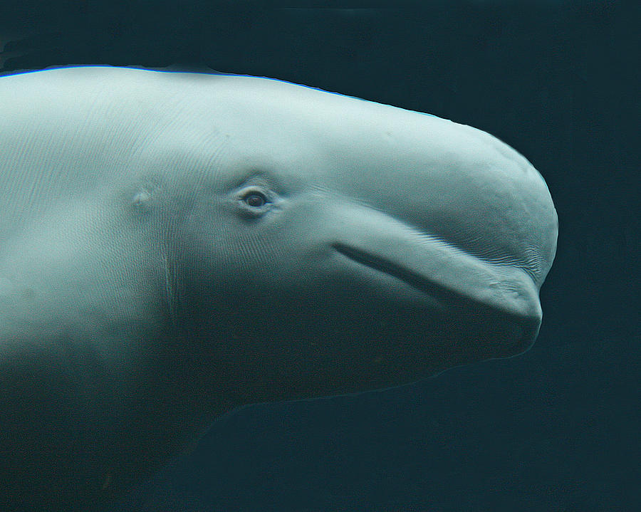 Beluga Whale Photograph by Larry Linton