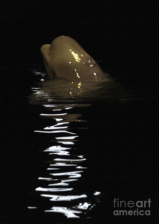 Whale Photograph - Beluga Whale Leaving a Light Trail by Lydia Holly