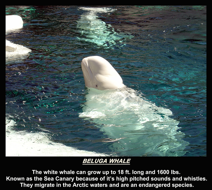 Animal Photograph - Beluga Whale Poster by Angelina Tamez