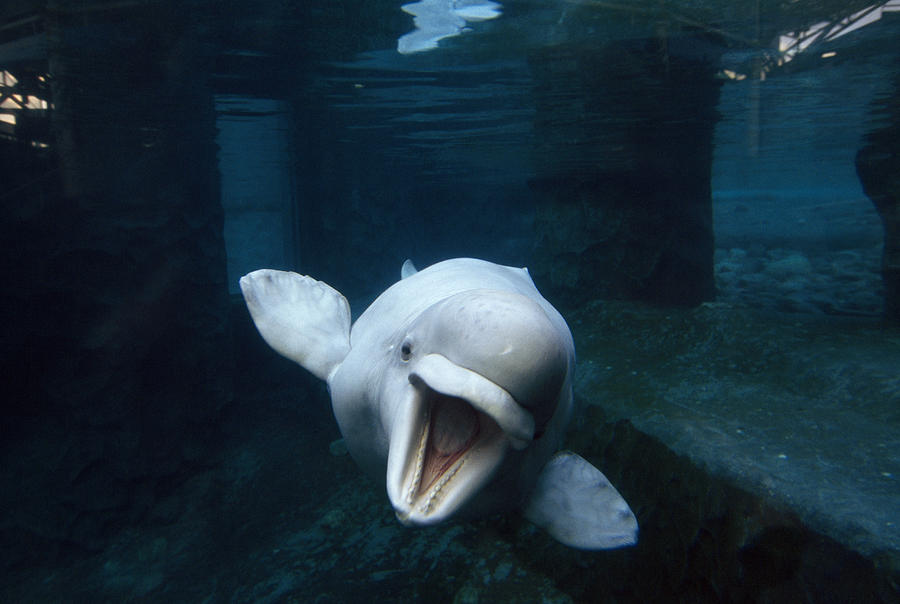 Connecticut Photograph - Beluga Whale Swimming With An Open by Paul Sutherland Connecticut Photograph - Beluga Whale Swimming With An Open by Paul Sutherland