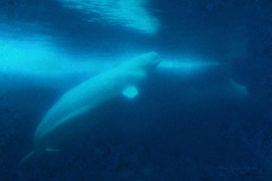 Beluga Whale Underwater Painting by Bill McEntee