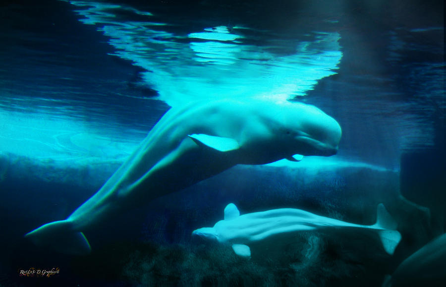 Belugas of the Arctic Digital Art by Rhonda Strickland