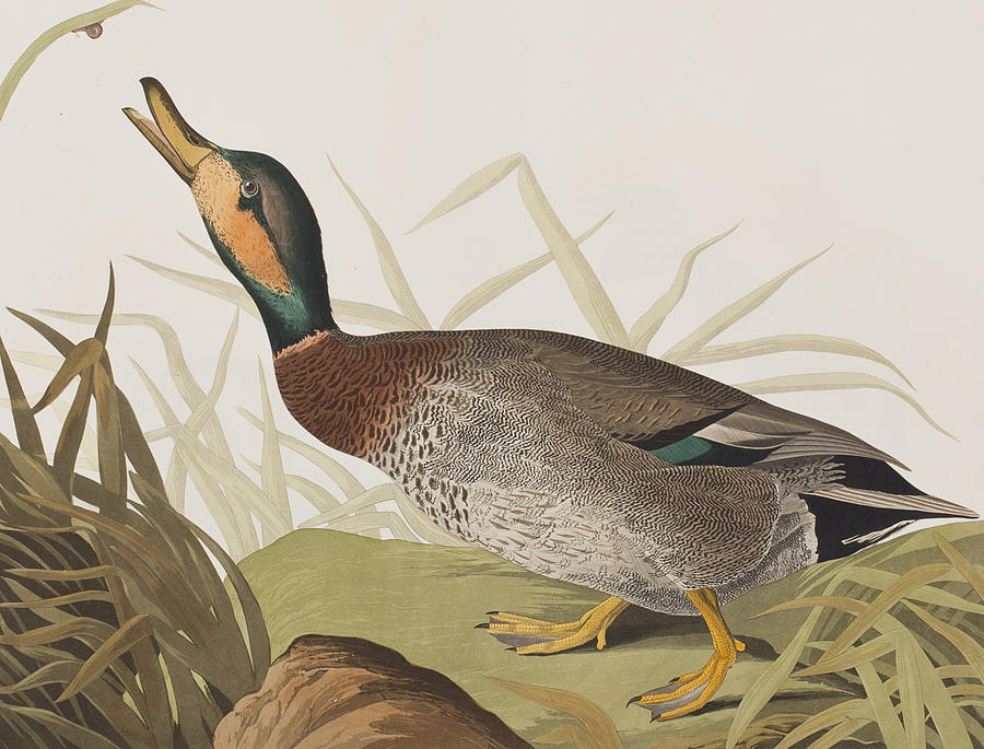 John James Audubon Painting - Bemaculated Duck by John James Audubon
