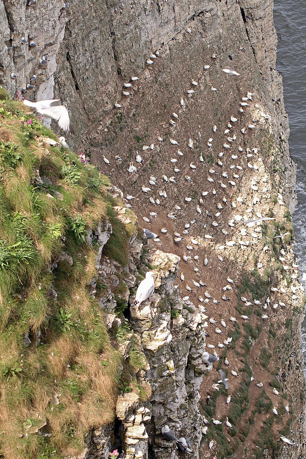 Bird Photograph - Bempton Cliffs by Tony Murtagh