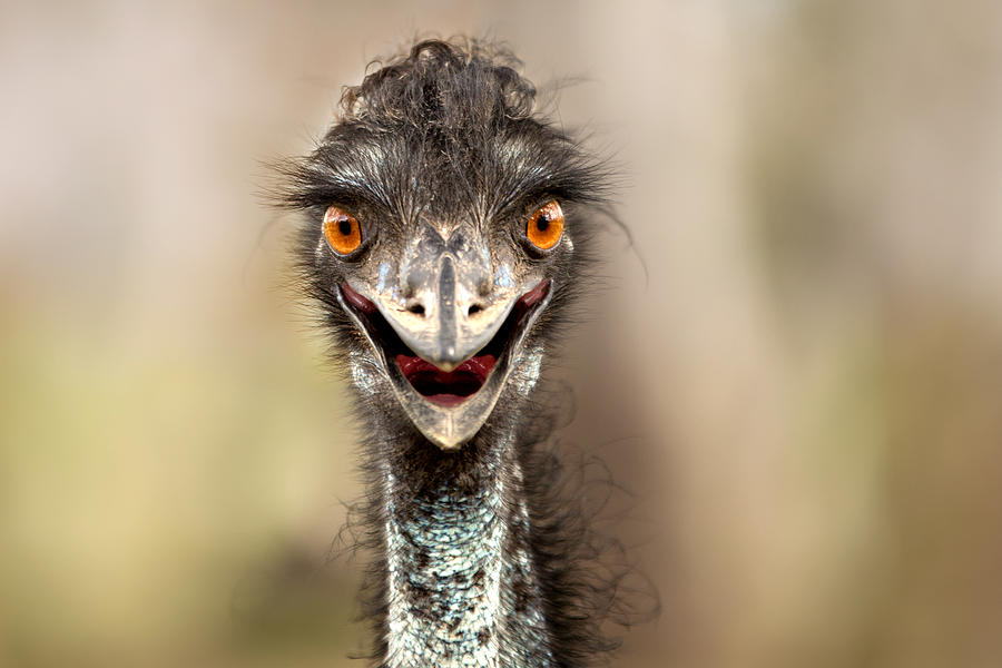 Ostrich Photograph - Bemused by Alyson Brimecombe