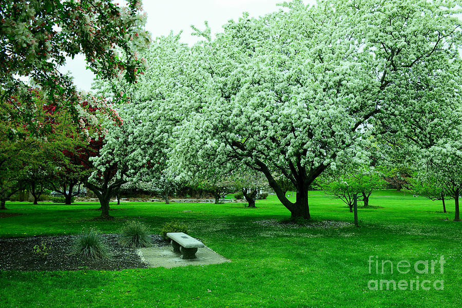 Bench among.the blossoms Photograph by Jeff Swan