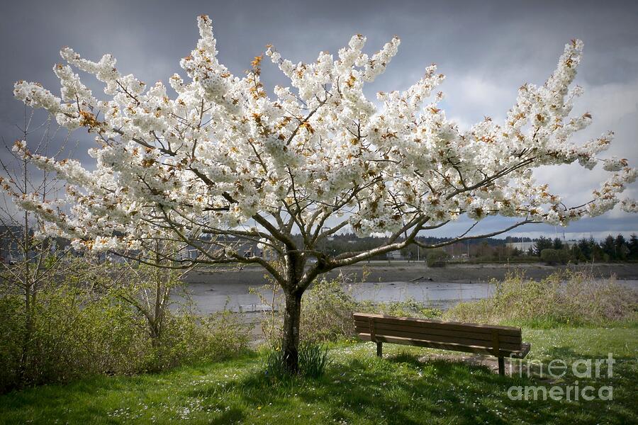 Bench and Blossoms Photograph by Patricia Strand